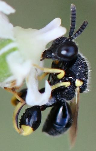 Brachymeria tibialis